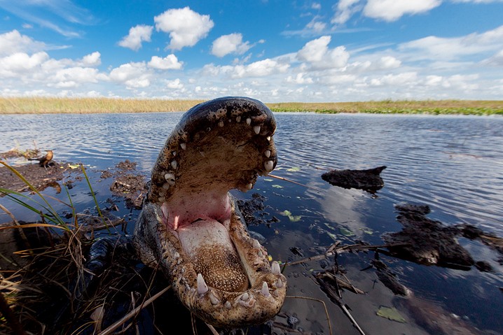 Airboat Tour Alligator Alligator mississippiensis American Alligator